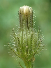 Picris hieracioides morrisonensis