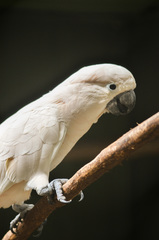 Cacatua moluccensis
