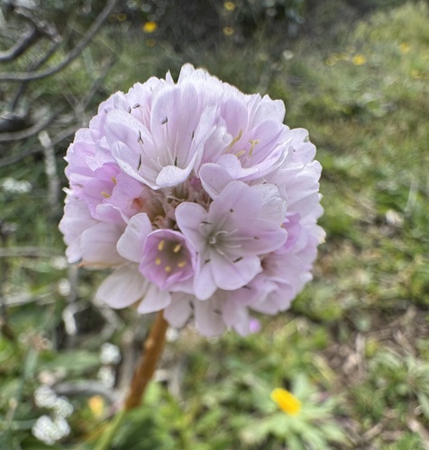 Foto de Armeria beirana