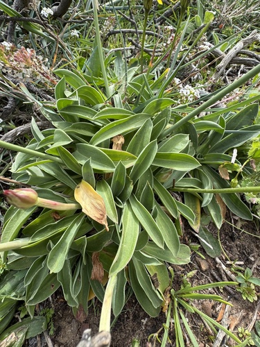 Foto de Armeria beirana
