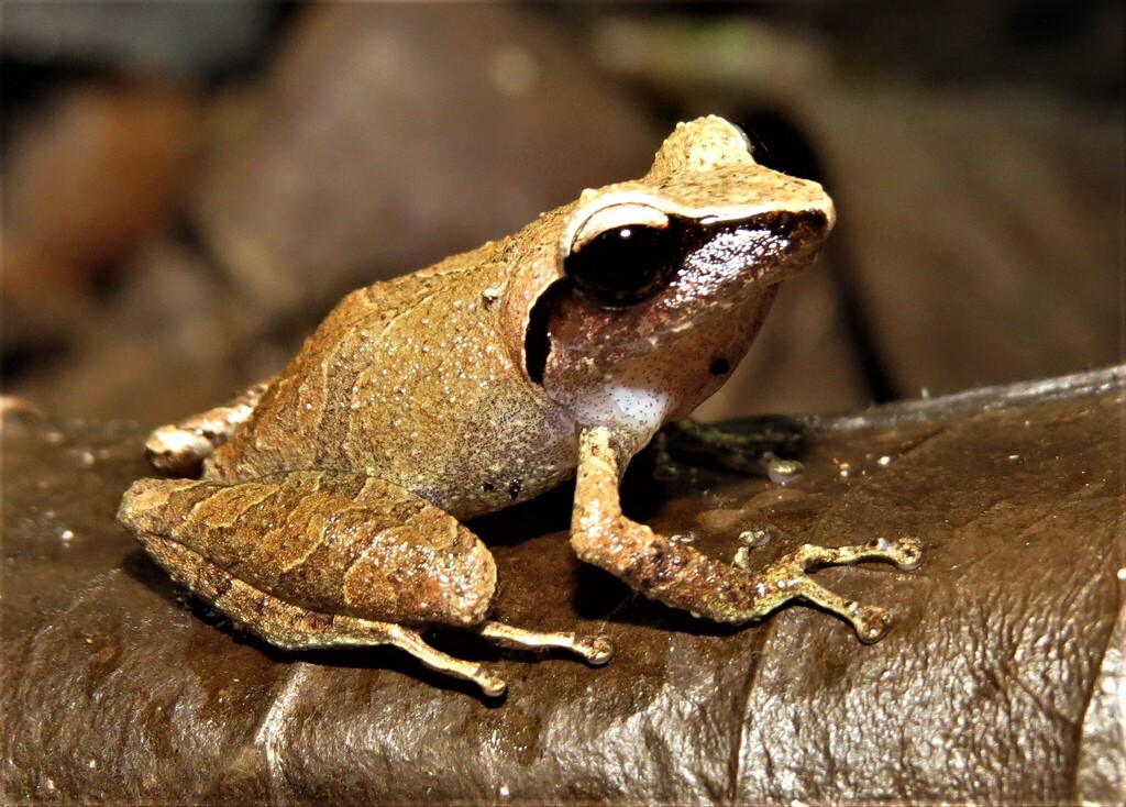 Vinha Robber Frog