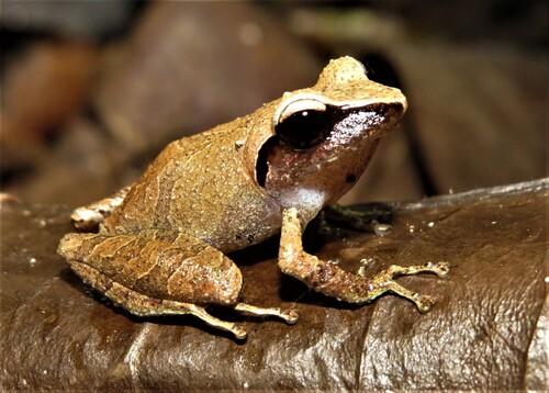 Vinha Robber Frog