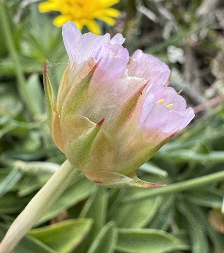 Foto de Armeria beirana