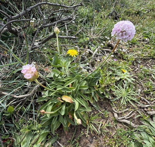 Foto de Armeria beirana