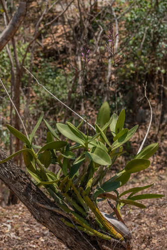 Foto de Orquídea-trombeta