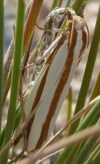 Pelochrista crambitana