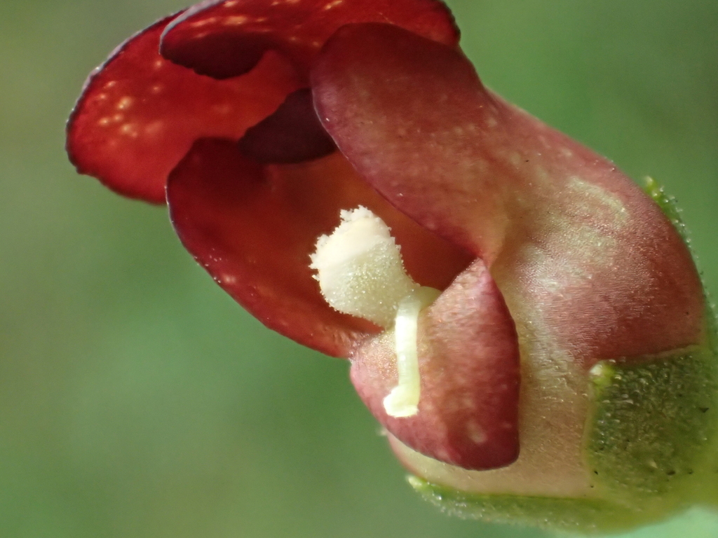 Scrophularia yoshimurae (Scrophularia yoshimurae)