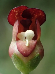 Scrophularia yoshimurae