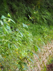 Scrophularia yoshimurae