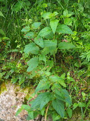 Scrophularia yoshimurae