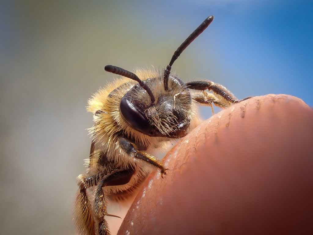 Andrena fulvata
