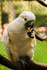 Cacatua moluccensis