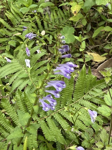 Scutellaria barbata (Scutellaria barbata)