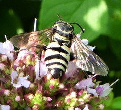 Triepeolus remigatus