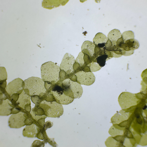 Lejeunea blomquistii
