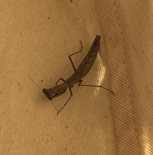 Agile Ground Mantis photo 5