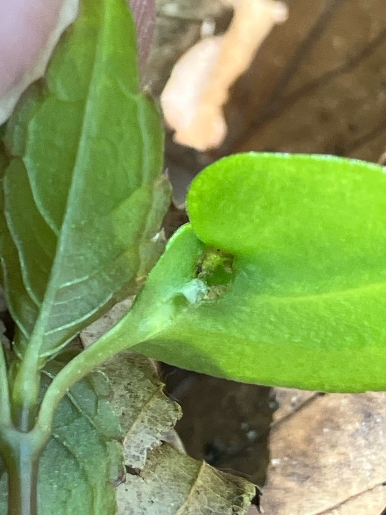 Touch-me-not Balsam Aphid