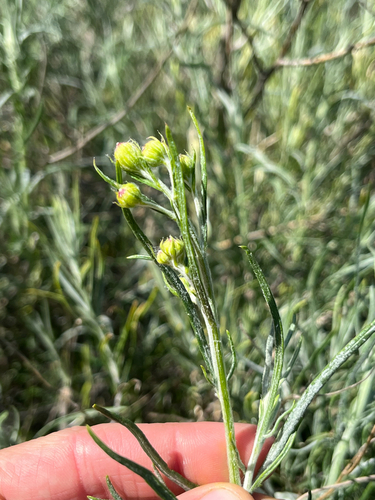 iNaturalist observation photo of Douglas' threadleaf ragwort