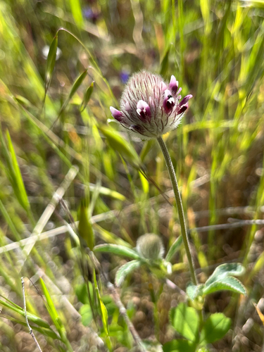 iNaturalist observation photo of Rancheria clover