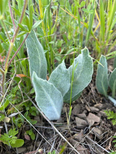 iNaturalist observation photo of California milkweed