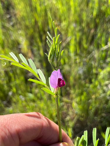 iNaturalist observation photo of Common Vetch