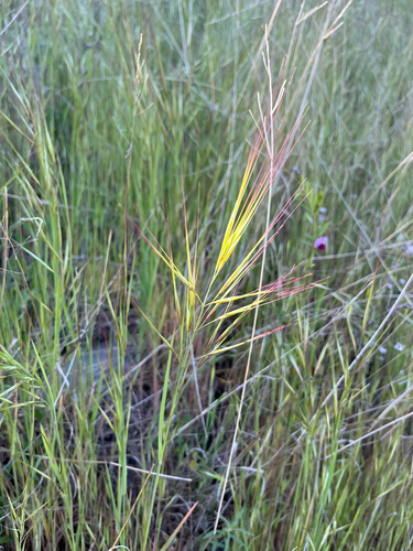iNaturalist observation photo of great brome