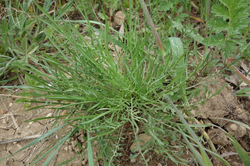 Image of Scorzonera laciniata by (c) Clément Maouche, some rights reserved (CC BY)