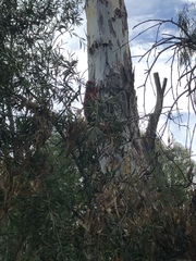 Platycercus elegans elegans