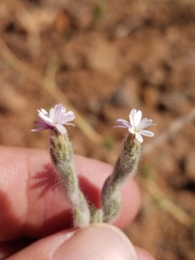 Lessingia virgata
