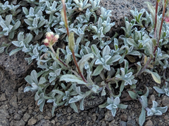 Antennaria rosea