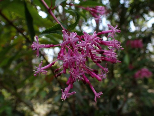 Fuchsia paniculata, 2025-04-03