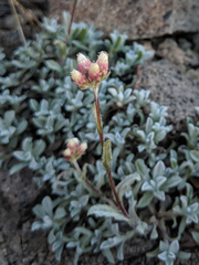 Antennaria rosea