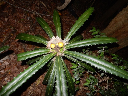Theophrasta americana, photograph 2