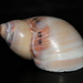 Conical Moon Snail - Photo (c) Alan Melville, some rights reserved (CC BY-NC-ND), uploaded by Alan Melville