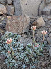 Antennaria rosea