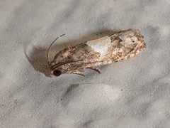 Epiblema glenni