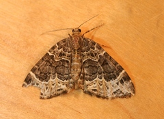 Ecliptopera silaceata