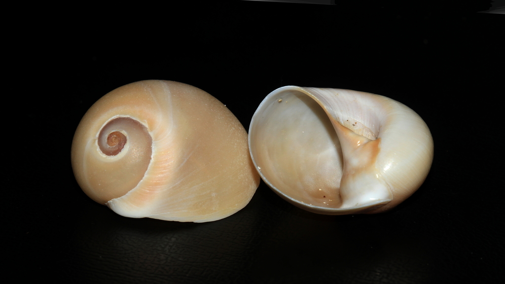 Neverita aulacoglossa