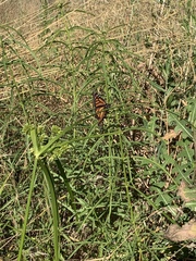Danaus plexippus