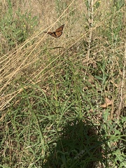 Danaus plexippus