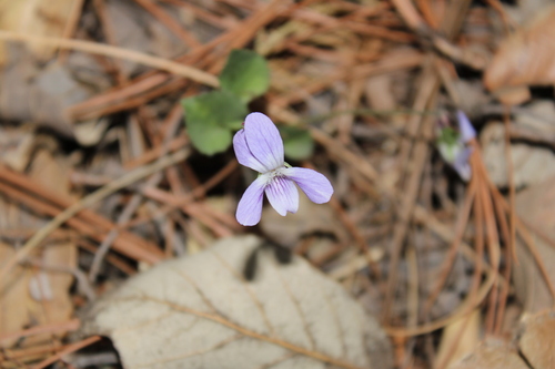 Ponderosa violet (Viola umbraticola)