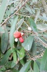 Morisonia ferruginea