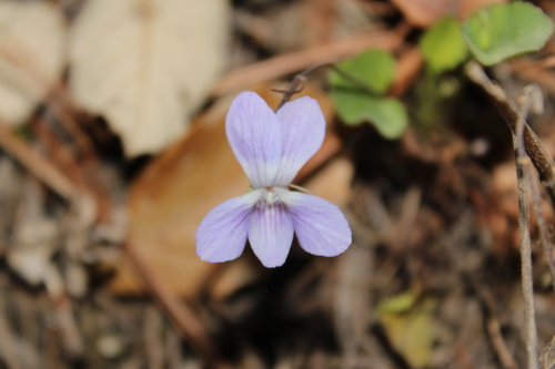 Image of Viola umbraticola by (c) Rodolfo Maximiliano Gutiérrez-Sánchez, some rights reserved (CC BY)