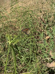 Danaus plexippus
