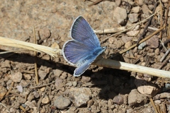 Glaucopsyche lygdamus