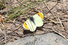 Anthocharis julia stella