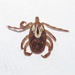 Gulf Coast Tick - Photo (c) Chuck Sexton, some rights reserved (CC BY-NC), uploaded by Chuck Sexton
