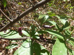 Capparidastrum frondosum