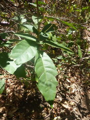 Capparidastrum frondosum