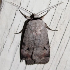 Euagrotis